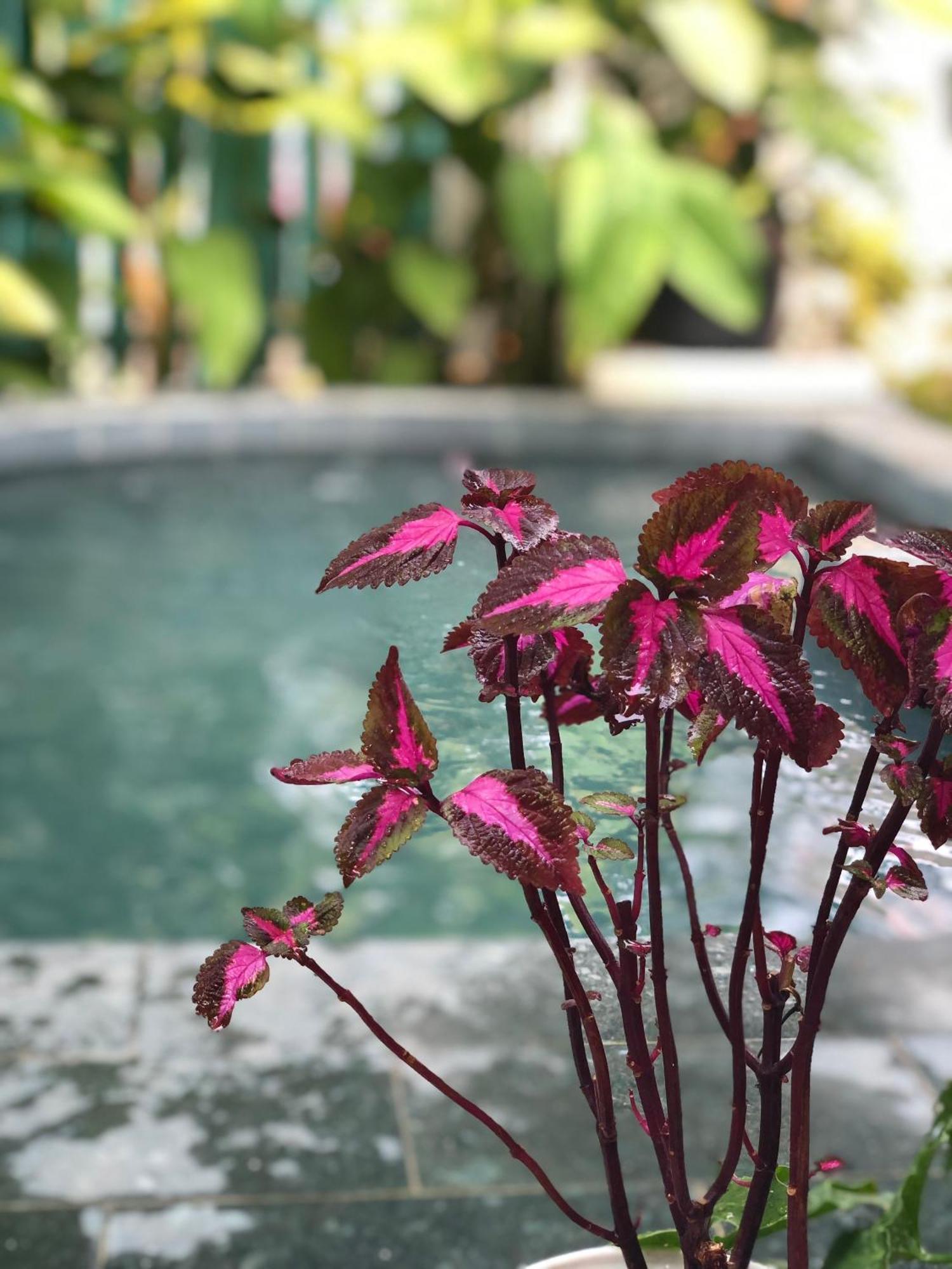 Hoi An Coastal Charm Villa - Jaccuzi Pool - Netflix Tan Thanh Exterior photo